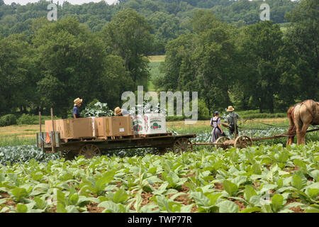 Amischen Familie im Feld in Lancaster County, PA, USA arbeiten Stockfoto