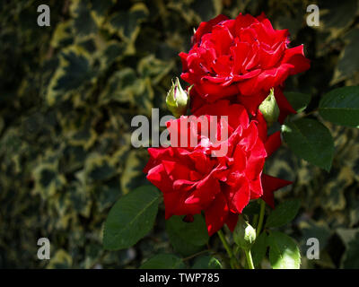 Samtig rote Rosen im Garten Stockfoto