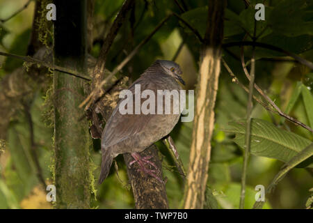 White-throated Wachtel - Taube in subtropischen Regenwald, den westlichen Hängen der Anden auf 2200 Meter hohen Bellavista Lodge in Ecuador. Stockfoto