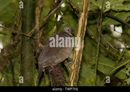 White-throated Wachtel - Taube in subtropischen Regenwald, den westlichen Hängen der Anden auf 2200 Meter hohen Bellavista Lodge in Ecuador. Stockfoto