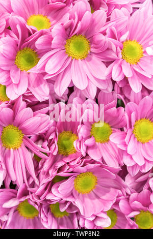 Chrysantheme., viele, Rosa, Chrysanthemen., klein, Blumen, Chrysantheme, Hintergrund. vertikale Foto. Stockfoto