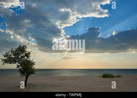 Sonnenstrahlen durch die Wolken auf dem Meer, im Vordergrund ein Baum an einem einsamen Strand Stockfoto