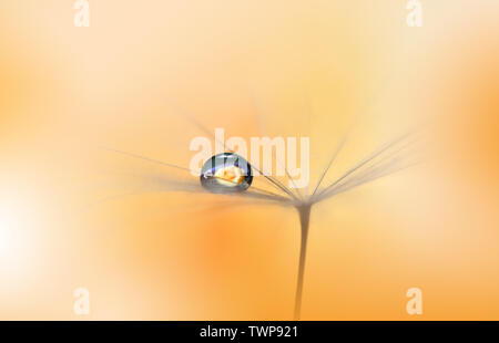 Makro Fotografie. Blumen abstrakte Pastell Hintergrund mit Kopie Raum. Löwenzahn Blume. Ruhige Orange Natur Hintergrund. verschwommen Platz für Ihren Text. Stockfoto