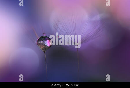 Makro Fotografie. Blumen abstrakte Pastell Hintergrund mit Kopie Raum. Löwenzahn Blume. Ruhige Violett Natur Hintergrund. verschwommen Platz für Ihren Text. Stockfoto