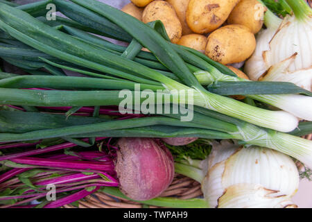 Eine Auswahl an Bio Gemüse, gerade aus dem Garten Stockfoto