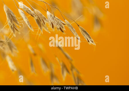 Ährchen auf orangem Hintergrund. Close up Weizen ährchen Stockfoto