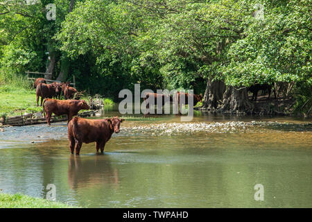 Kühe Abkühlung im Fluss Darent in Kent Stockfoto