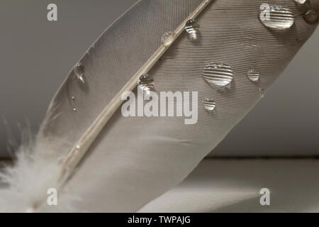 Feder und Wassertropfen. Makro Fotografie von Wassertropfen auf einer vogelfeder. Stockfoto