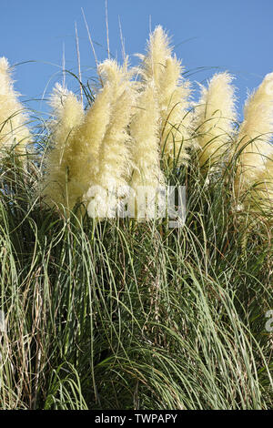 Blühende Rispen und Laub der Pampas Gras Stockfoto