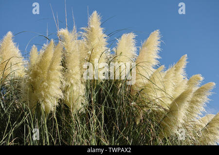 Pampas Gras in voller Blüte Stockfoto