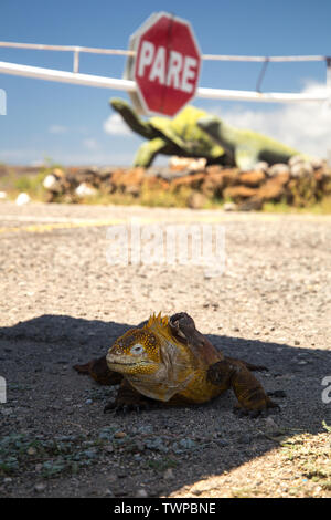 Baltra wurde der uns gemietet, um die pazifischen Theater des II Weltkrieges zu überwachen. Eine von zwei alten Start- und Landebahnen auf Verwenden Sie nun für kommerzielle Flüge. Stockfoto