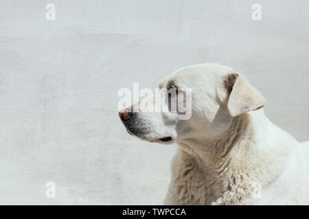 Weißer Hund liegt auf dem Hintergrund der Light Wall. Maulkorb Hunde. Yard Dog. Stockfoto