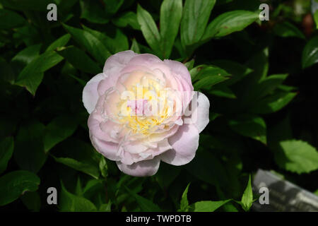 Nahaufnahme einer einzelnen Blüte der Päonien Baroness Schroder. Stockfoto