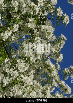 Exuberant Kirschblüten im Orchard Stockfoto