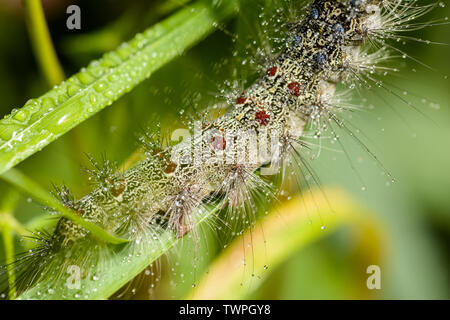 Caterpillar der Schwammspinner mit Wassertropfen. Makro mit selektiven Fokus und flache Tiefenschärfe. Stockfoto