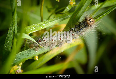 Caterpillar der Schwammspinner mit Wassertropfen. Makro mit selektiven Fokus und flache Tiefenschärfe. Stockfoto