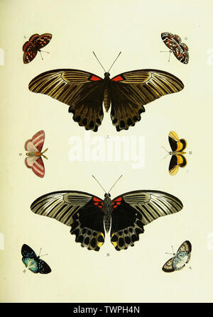 Schöne vintage handgezeichnete Illustrationen von exotischen Schmetterlings vom Alten Buch. Kann als Poster oder dekoratives Element für den Innenausbau verwendet werden. Stockfoto