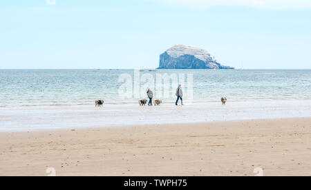 Firth-of-Forth, East Lothian, Schottland, Vereinigtes Königreich, 22. Juni 2019. UK Wetter: Ein sonniger Tag bei Ebbe entlang der breiten Strand von breiten Sandstrand. Die Menschen genießen Sie die Natur. Ein paar gehen Hunde am Strand vor dem Bass Rock gannet Kolonie Stockfoto