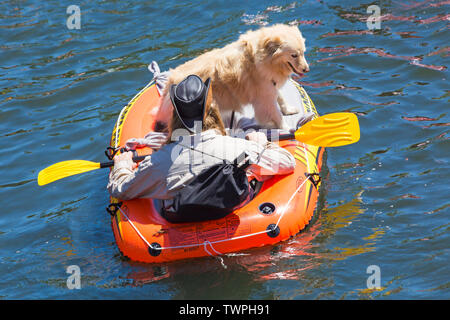 Iford, Dorset, Großbritannien. Am 22. Juni 2019. Perfektes Wetter, warm und sonnig, noch für Dorset Beiboot Tag mit Hunderten von Schlauchboote, Faltboote, Handwerk, Platten bilden eine Flottille Segeln von iford Brücke, den Fluss Stour zu Tuckton Brücke. Die Veranstaltung begann im Jahr 2014 als ein wenig Spaß, aber hat jetzt eine jährliche Veranstaltung Geld für Nächstenliebe und Getter jedes Jahr größer geworden. Mann im Beiboot mit Golden Retriever Hund. Credit: Carolyn Jenkins/Alamy leben Nachrichten Stockfoto