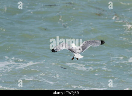 Flying Dreizehenmöwe (Rissa tridactyka) Stockfoto