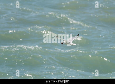 Flying Dreizehenmöwe (Rissa tridactyka) Stockfoto