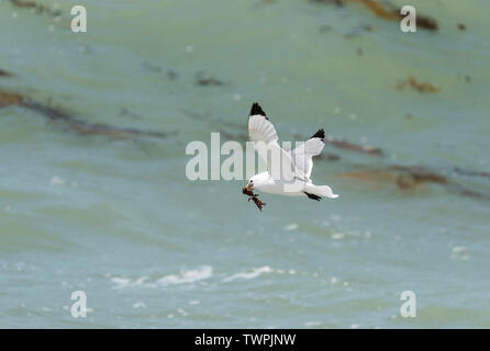 Flying Dreizehenmöwe (Rissa tridactyka) Stockfoto