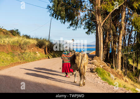 Wenige Kühe auf ein Feld am frühen Morgen in Luquina Chico, Titicacasee, Peru, Südamerika Stockfoto