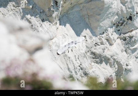 Flying Dreizehenmöwe (Rissa tridactyka) Stockfoto