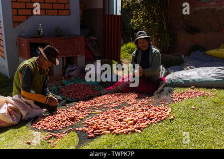 Das Trocknen von Kartoffeln in Luquina Chico, Titicacasee, Peru, Südamerika Stockfoto