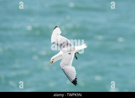 Flying Dreizehenmöwe (Rissa tridactyka) Stockfoto