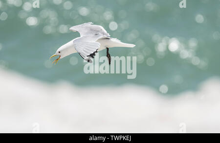 Flying Dreizehenmöwe (Rissa tridactyka) Stockfoto