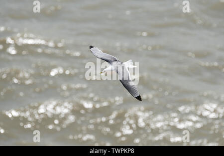 Flying Dreizehenmöwe (Rissa tridactyka) Stockfoto