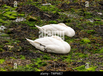 Cygnus olor Höckerschwäne schlafen auf Unkraut bei Ebbe. Stockfoto