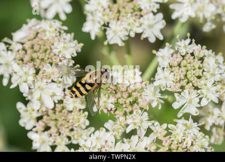 Hoverfly - Syrphus ribesii Stockfoto