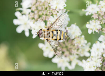 Hoverfly - Syrphus ribesii Stockfoto