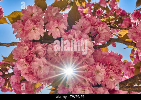 Ein Sun Star durch Soft Pink Cherry Blossom gegen die Pastell-blaue Himmel auf der Insel Miyajima. Stockfoto