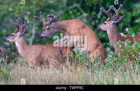 Elkton, Oregon, USA. Juni 22, 2019 Elkton, OREGON, USA - Schwarz-tailed deer buck Praktiken seine Montage Fähigkeiten beim Stehen in einem Feld entlang der Umpqua River in der Nähe von Aschau im ländlichen Douglas County, Oregon. Credit: Robin Loznak/ZUMA Draht/Alamy leben Nachrichten Stockfoto