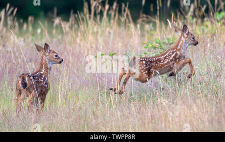 Elkton, Oregon, USA. Juni 22, 2019 Elkton, OREGON, USA - ein Paar schwarze-tailed deer Kitze spielen in einem Feld entlang der Umpqua River in der Nähe von Aschau im ländlichen Douglas County, Oregon. Credit: Robin Loznak/ZUMA Draht/Alamy leben Nachrichten Stockfoto