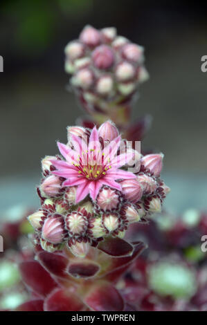 Single Pink Cobweb House-Leek (Sempervivum Arachnoideum Stansfieldii) Blume, die in einem englischen Cottage Garden, England, angepflanzt wird. Stockfoto