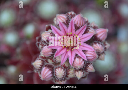 Single Pink Cobweb House-Leek (Sempervivum Arachnoideum Stansfieldii) Blume, die in einem englischen Cottage Garden, England, angepflanzt wird. Stockfoto