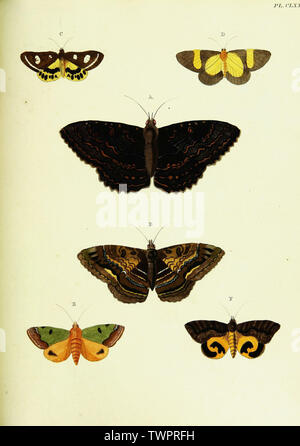 Schöne vintage handgezeichnete Illustrationen von exotischen Schmetterlings vom Alten Buch. Kann als Poster oder dekoratives Element für den Innenausbau verwendet werden. Stockfoto