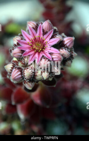 Single Pink Cobweb House-Leek (Sempervivum Arachnoideum Stansfieldii) Blume, die in einem englischen Cottage Garden, England, angepflanzt wird. Stockfoto