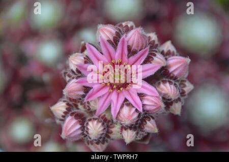 Single Pink Cobweb House-Leek (Sempervivum Arachnoideum Stansfieldii) Blume, die in einem englischen Cottage Garden, England, angepflanzt wird. Stockfoto