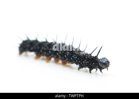 Die Larve eines Tagpfauenauges, Nymphalis io, fotografiert in einem Studio auf einem weißen Hintergrund. Sie ernähren sich von brennesseln und dieses war auf der Dumpingspanne Stockfoto