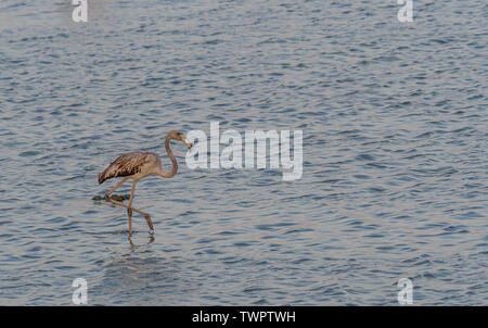 Flamingo in Ufern des Arabischen Meeres Stockfoto