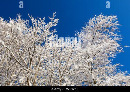 Verschneiten Äste im Winter - Schottland, Großbritannien Stockfoto