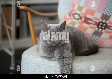 Graue Katze sitzt auf einem Stuhl. Schauen direkt in die Kamera. Stockfoto