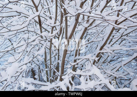 Verschneiten Äste im Winter - Schottland, Großbritannien Stockfoto