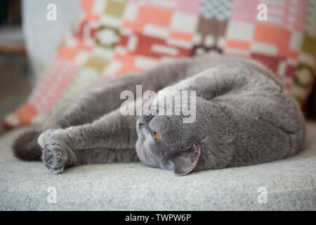 Graue Katze entspannt auf einen Stuhl. Stockfoto