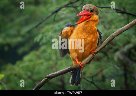 Stork-billed Kingfisher (Pelargopsis capensis) - Baum Eisvogel in den tropischen Indischen Subkontinent und Südostasien verbreitet, aus Indien Ind Stockfoto